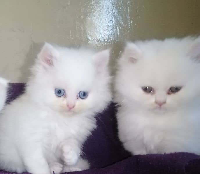 Persian triple coated  mother cat and 3kitten 3