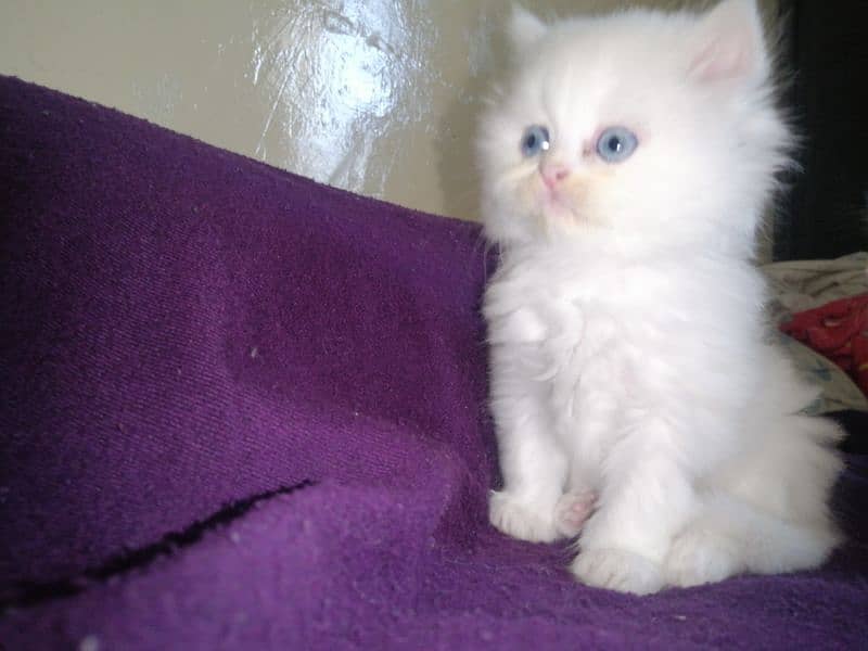 Persian triple coated  mother cat and 3kitten 4