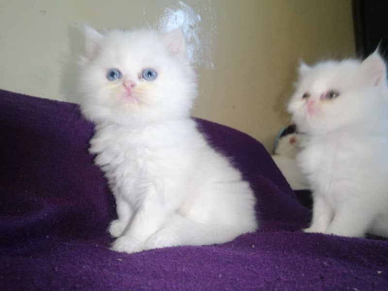 Persian triple coated  mother cat and 3kitten 5