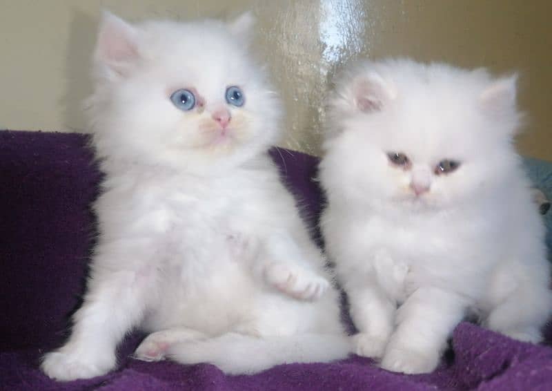 Persian triple coated  mother cat and 3kitten 6