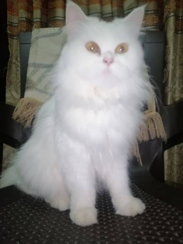 Persian triple coated  mother cat and 3kitten 7