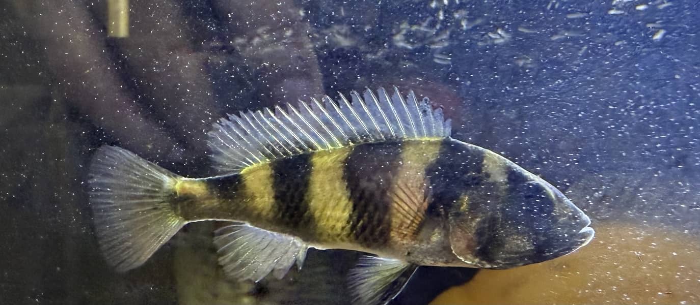 African Cichlid - zebra Obiquidens 0