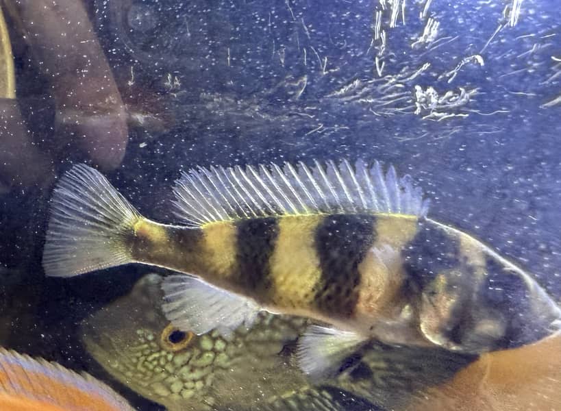 African Cichlid - zebra Obiquidens 1