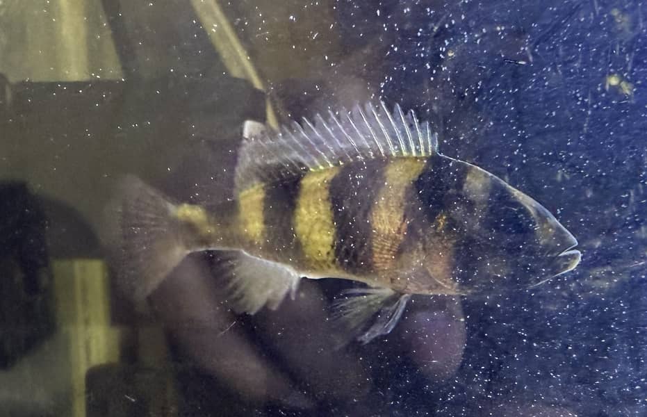 African Cichlid - zebra Obiquidens 2