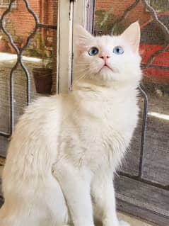 blue eyes persian cat for sell