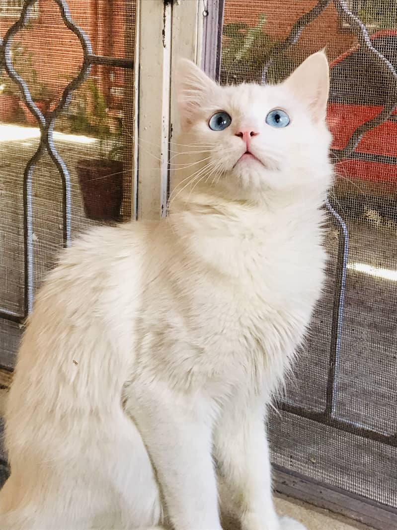 blue eyes persian cat for sell 0