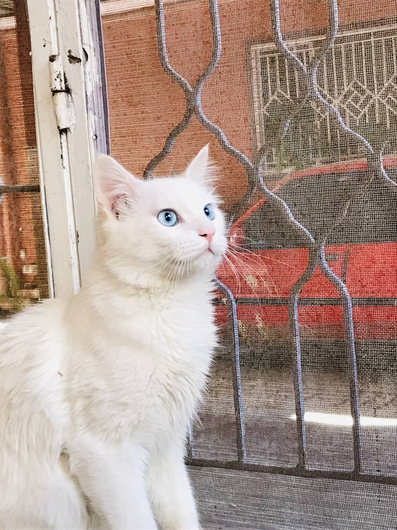 blue eyes persian cat for sell 1