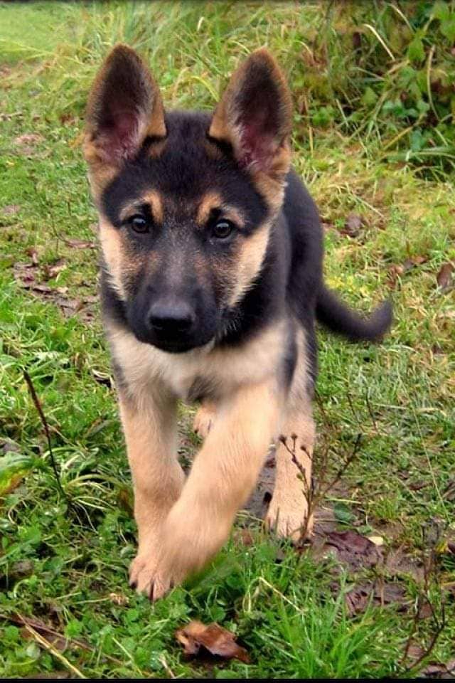 German Shepherd puppy urgent for sale Call My WhatsApp 0341,7817026 1