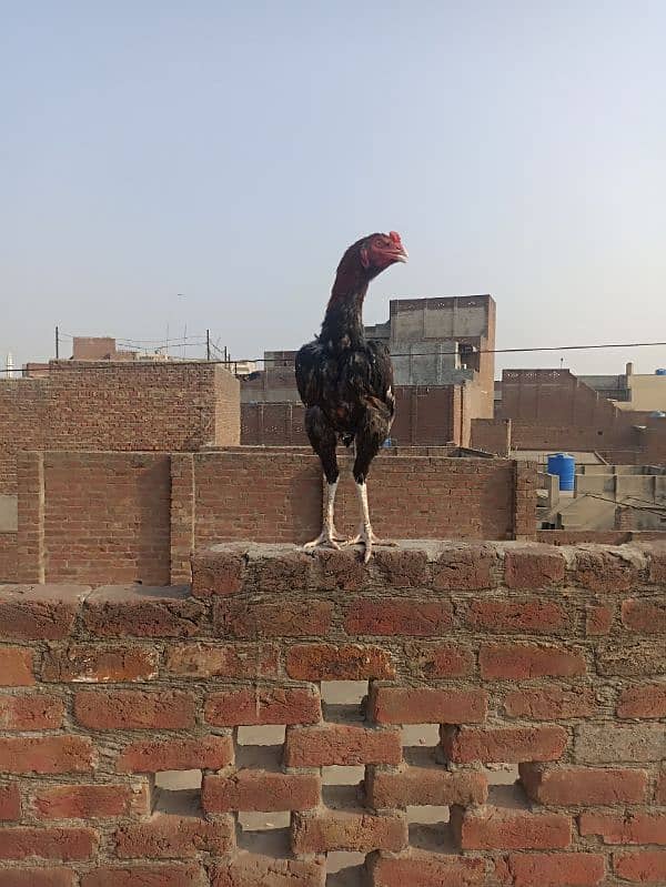 Aseel long height Murgh 3