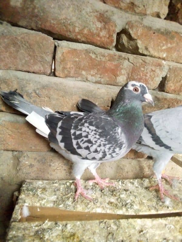 Qasid pigeons for sale hain 1