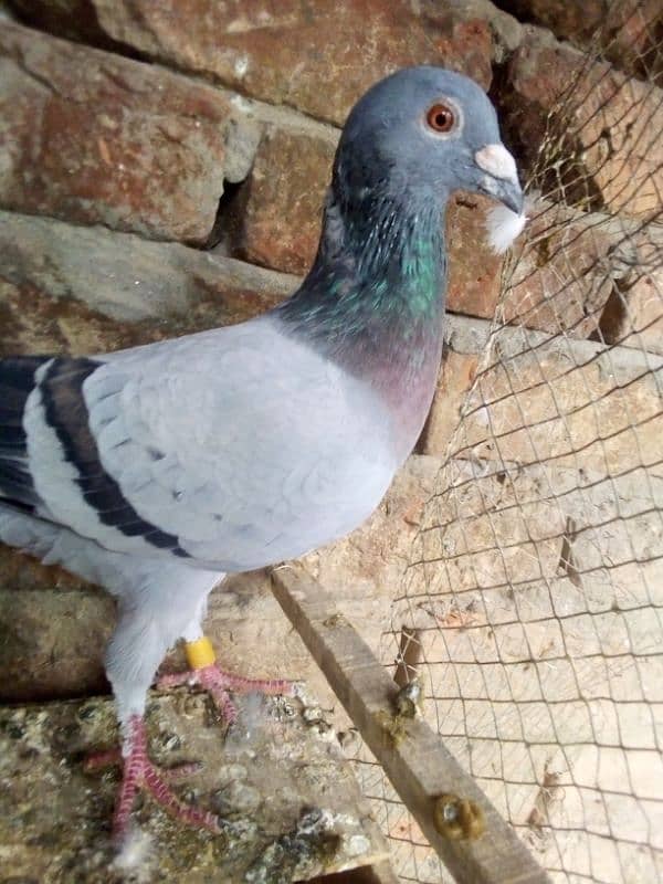 Qasid pigeons for sale hain 2