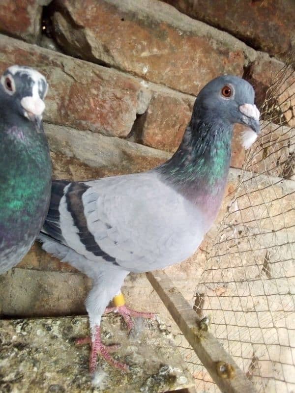 Qasid pigeons for sale hain 3