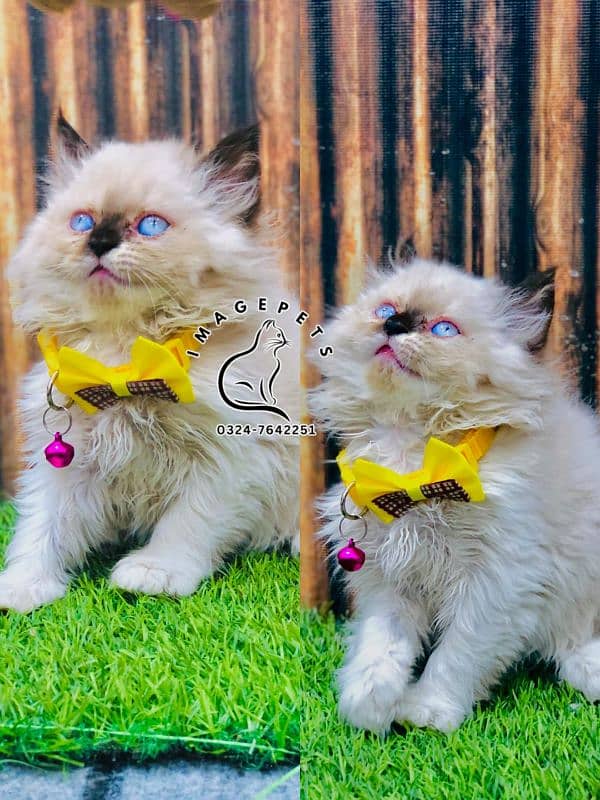 Persian Punch face triple coat cat Kitten 10