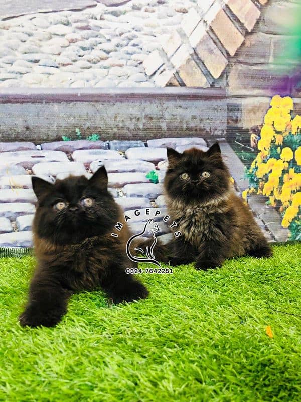 Persian Punch face triple coat cat Kitten 6