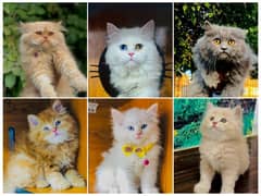 Persian Punch face triple coat cat Kitten