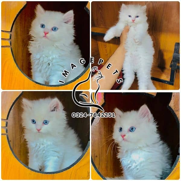 Persian Punch face triple coat cat Kitten 10