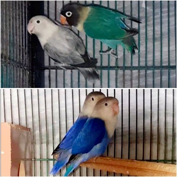 2 Lovebird Breeder Pairs Exchange Also 0