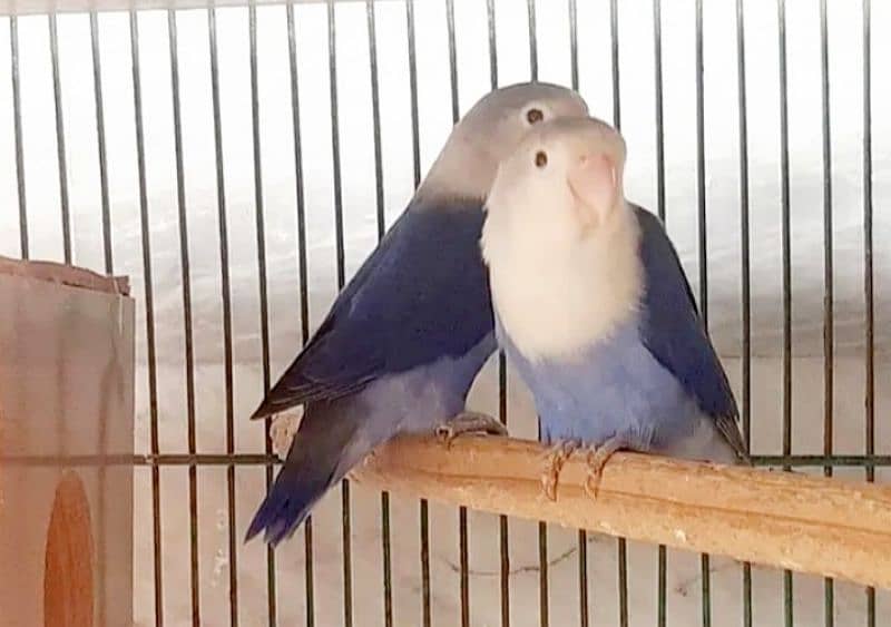 2 Lovebird Breeder Pairs Exchange Also 1