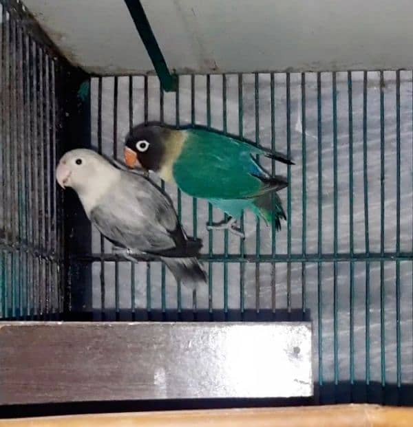 2 Lovebird Breeder Pairs Exchange Also 2