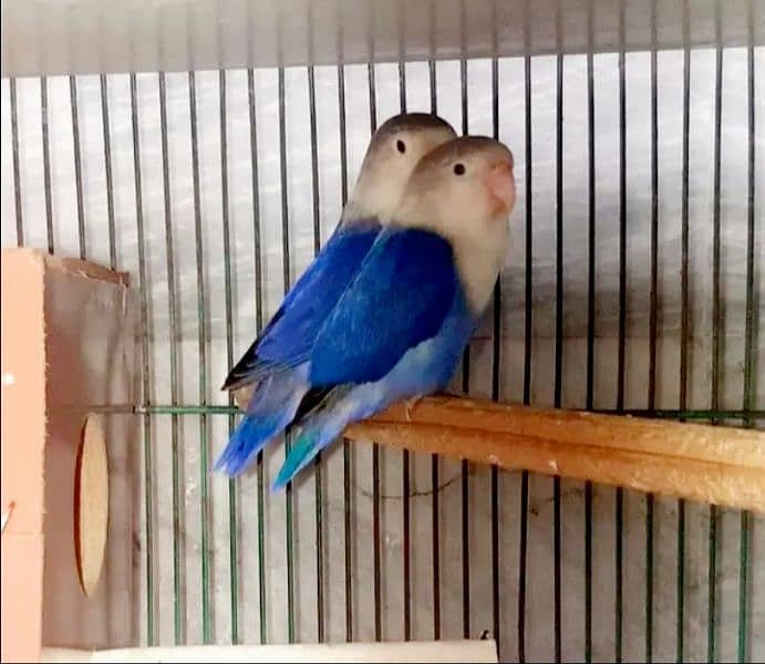 2 Lovebird Breeder Pairs Exchange Also 3