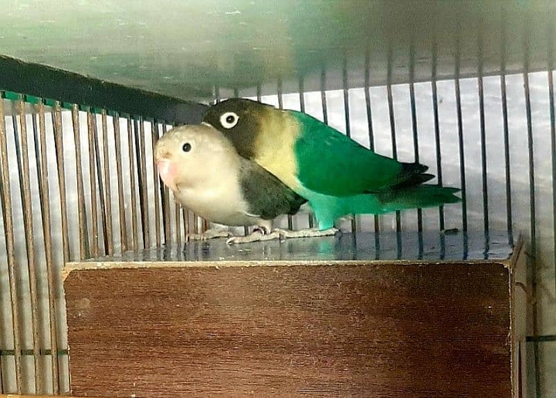 2 Lovebird Breeder Pairs Exchange Also 4