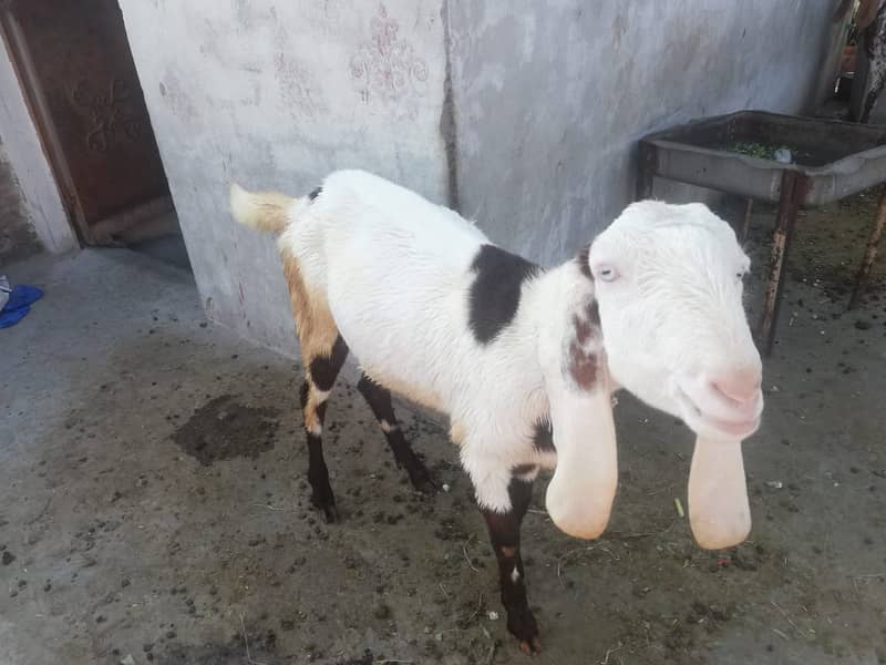 New Pat Rajanpuri goats for sale Rajanpuri bakri for sale final price 0