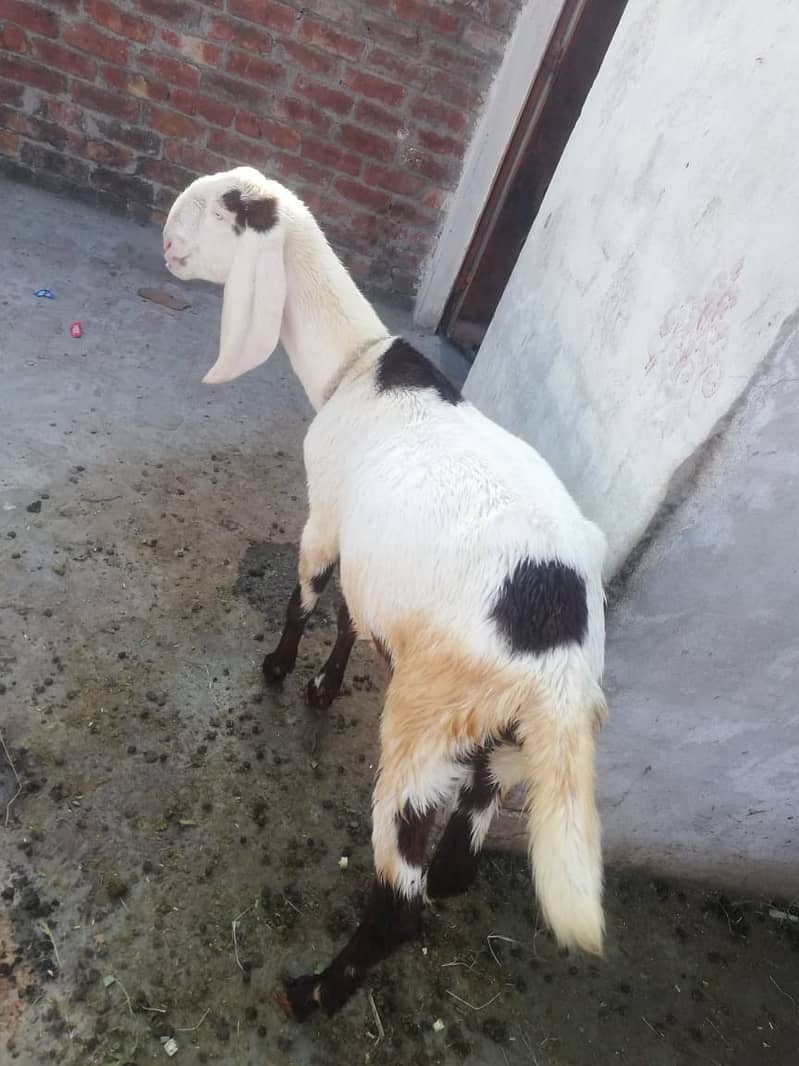 New Pat Rajanpuri goats for sale Rajanpuri bakri for sale final price 1