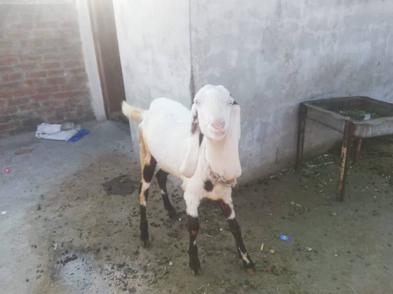 New Pat Rajanpuri goats for sale Rajanpuri bakri for sale final price 2