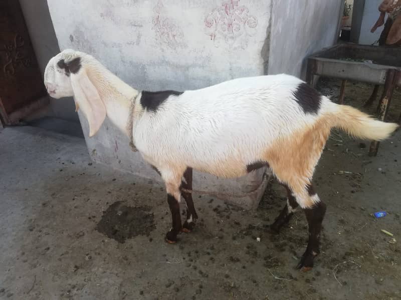 New Pat Rajanpuri goats for sale Rajanpuri bakri for sale final price 3