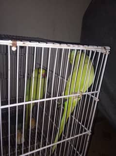 breeding pair Neelam karna hai