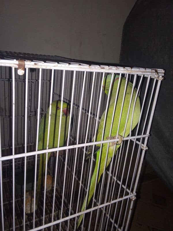 breeding pair 03029231678 0