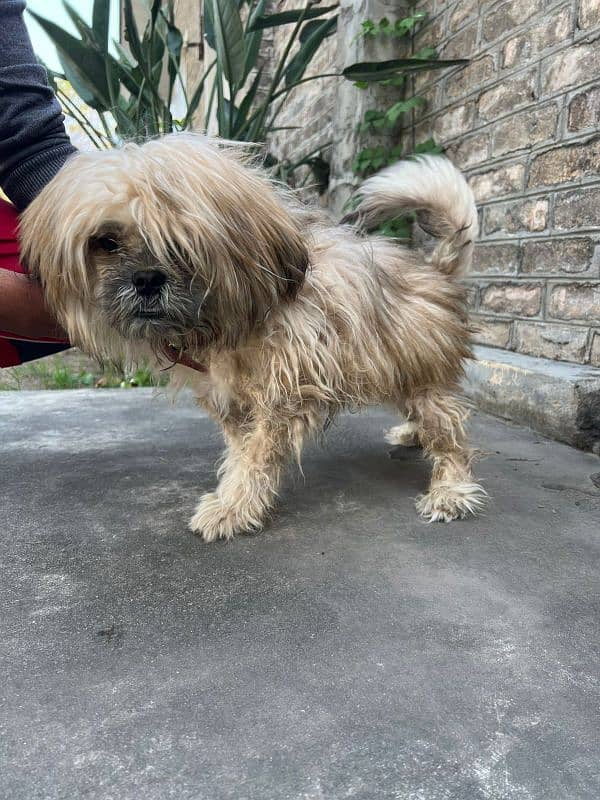 Shitzu Male Dog in Reasonable Price 1