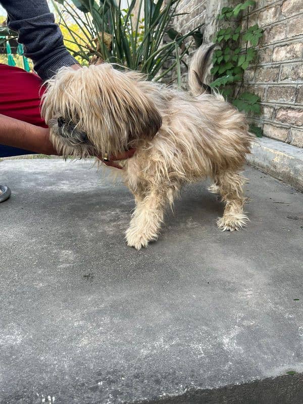 Shitzu Male Dog in Reasonable Price 2