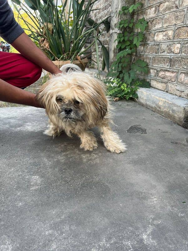 Shitzu Male Dog in Reasonable Price 3