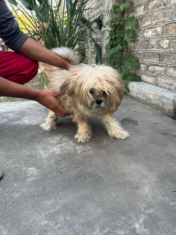 Shitzu Male Dog in Reasonable Price 8