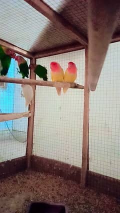 lovebirds pair breeder lutino