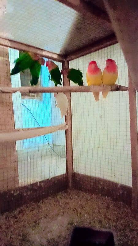 lovebirds pair breeder lutino 1