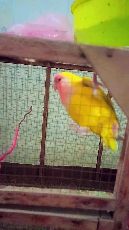 lovebirds pair breeder lutino 3