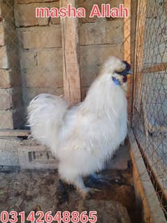 silkie