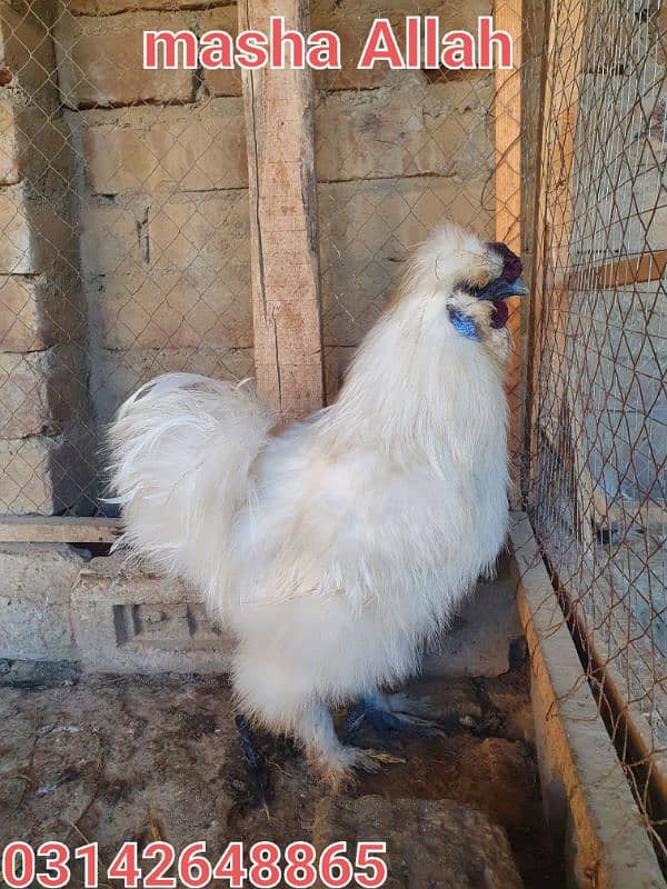 silkie 0