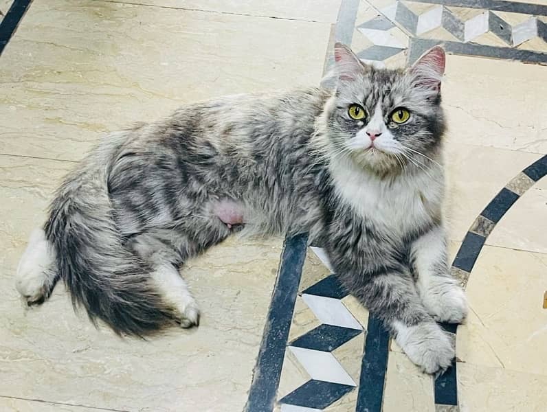 Persian Bi-Color Breeder female with kitten 0