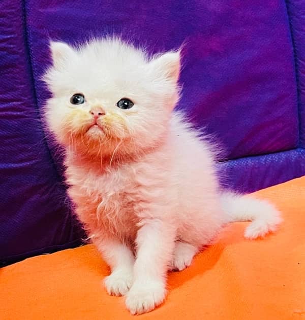 Persian Bi-Color Breeder female with kitten 1