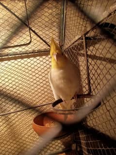 white male cockatiel