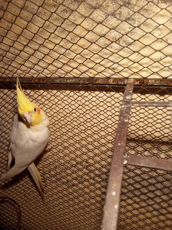 white male cockatiel 1