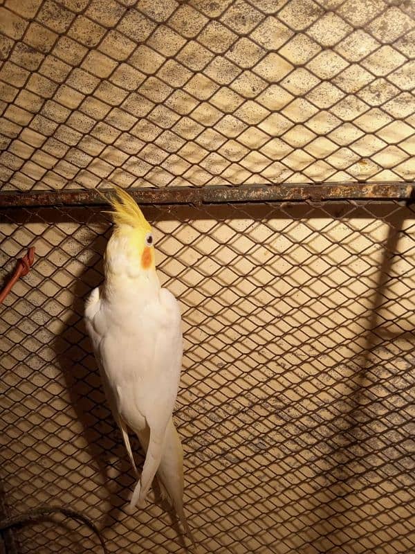 white male cockatiel 2