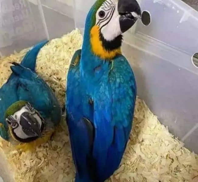 blue Macaw parrot checks for sale03319974101 2