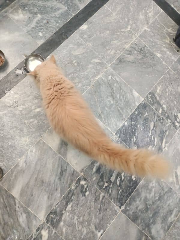 Persian Triple Coated male Cat 4