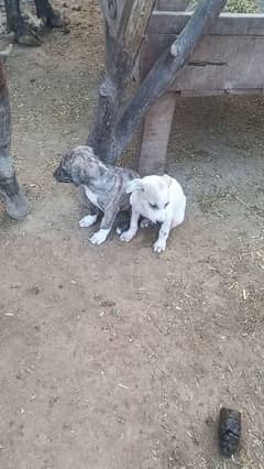 bulli dogs pupy available