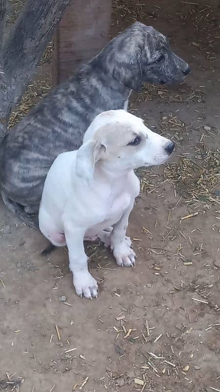 bulli dogs pupy available 1