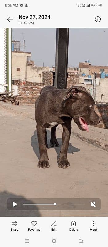 pitbull dog pokect size male available 1